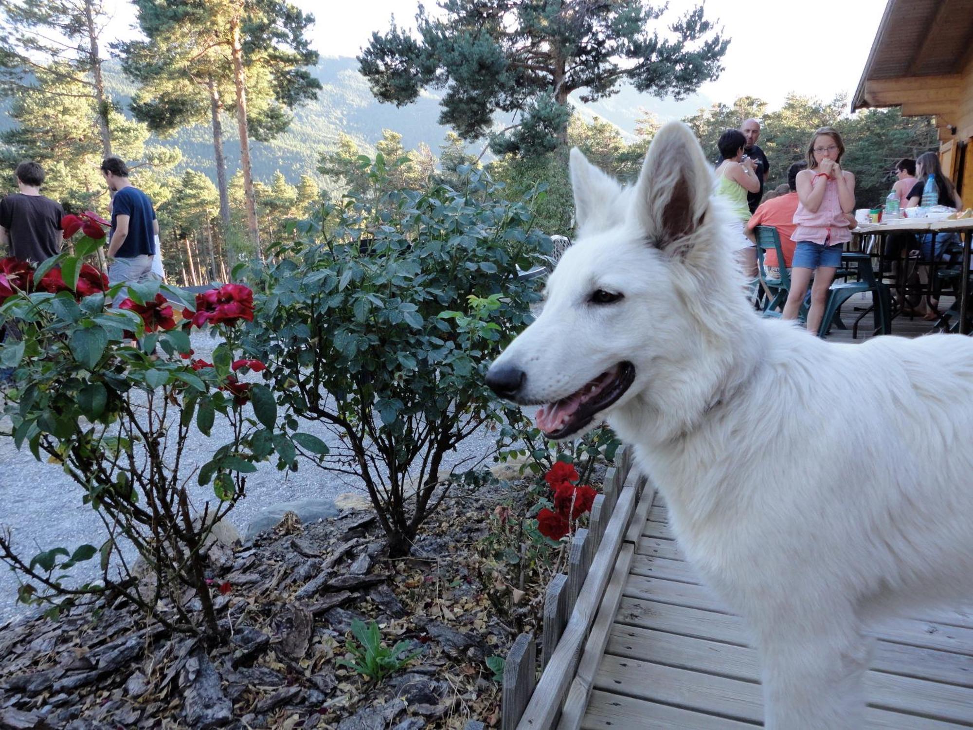 Parc Residentiel De Loisir : Le Loup Blanc Du Riou Barcelonnette Exterior foto