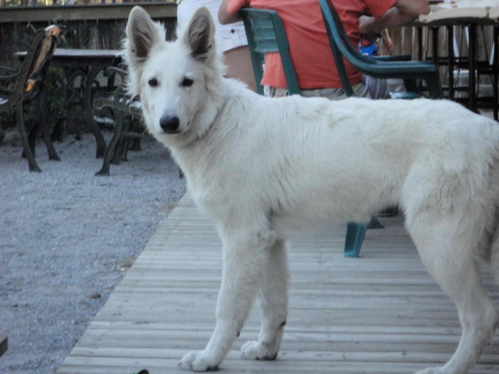 Parc Residentiel De Loisir : Le Loup Blanc Du Riou Barcelonnette Exterior foto